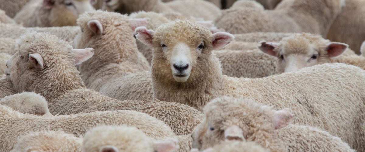 Why are investors hesitant to exploit value?