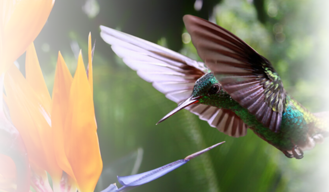Investing in life on Earth: addressing biodiversity loss