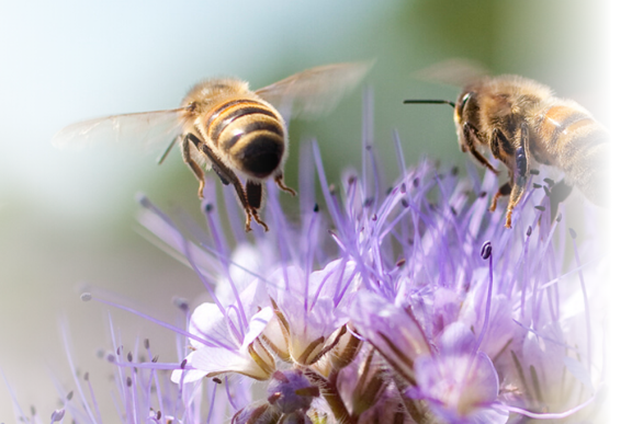 Searching for solutions: an update on bee-harming pesticides