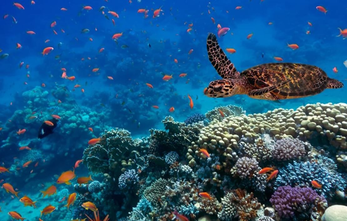 Protecting our ocean against its deadliest predator: humankind