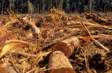 Tree Spotting: Detecting Deforestation Risks One Company at a Time
