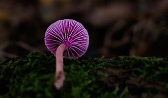 SustainAbility: Can equities rally further from here?