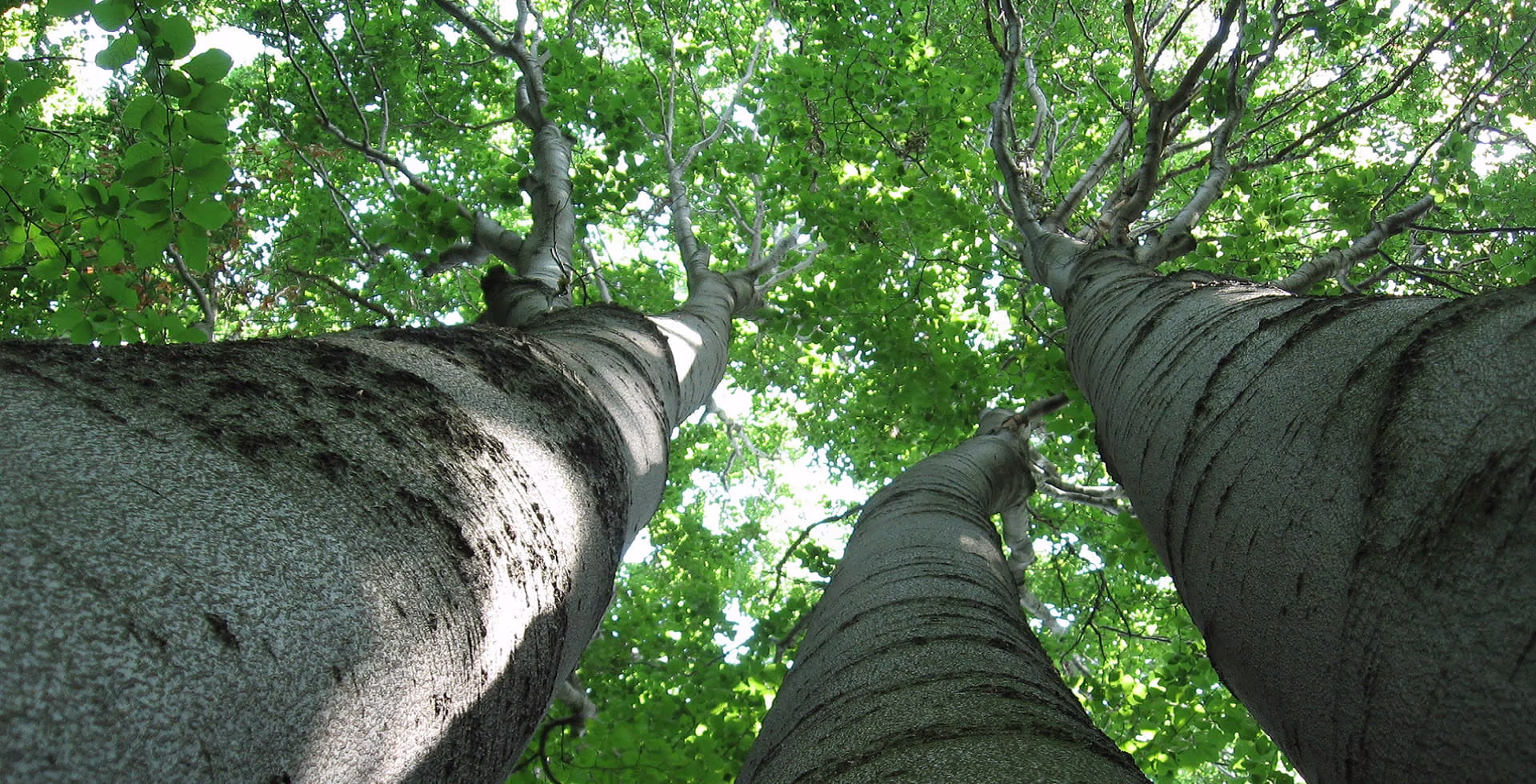 AI Decoded – Random Forest